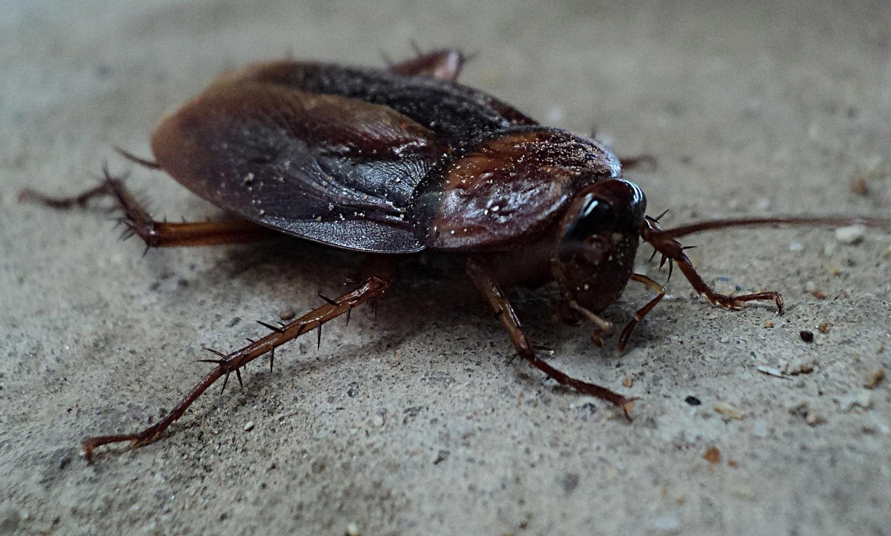 Brown-banded cockroach pest found in homes offices and indoor environments