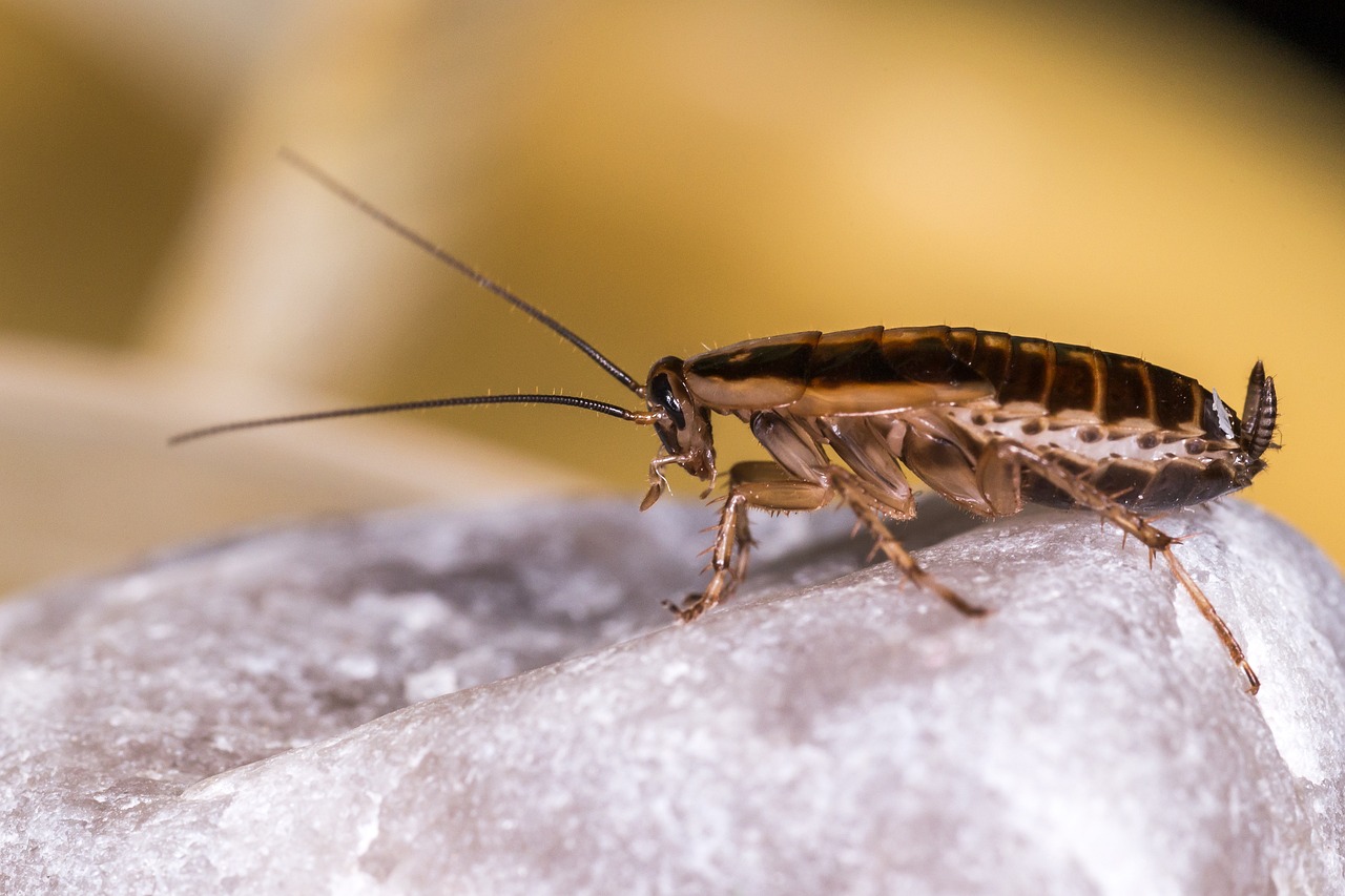 German cockroach commonly found in homes restaurants and commercial buildings