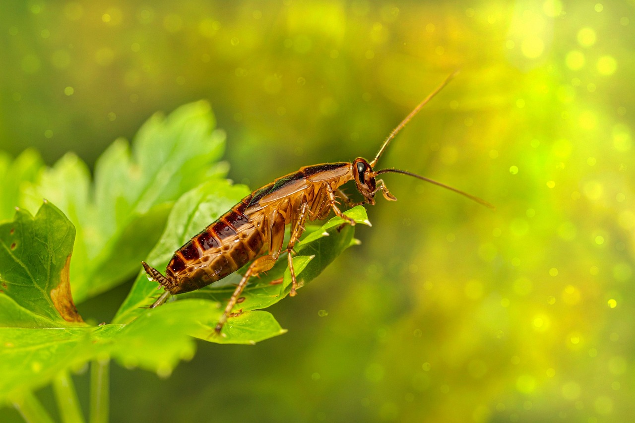 Smokybrown cockroach pest commonly found around homes and outdoor areas