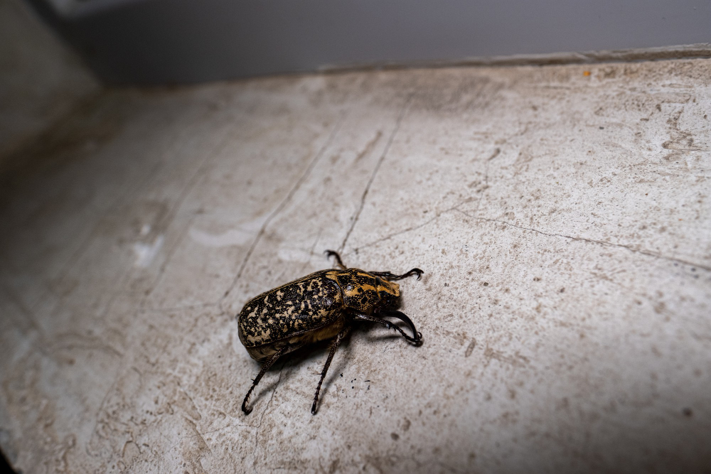 Common warning signs of a pest infestation in an apartment