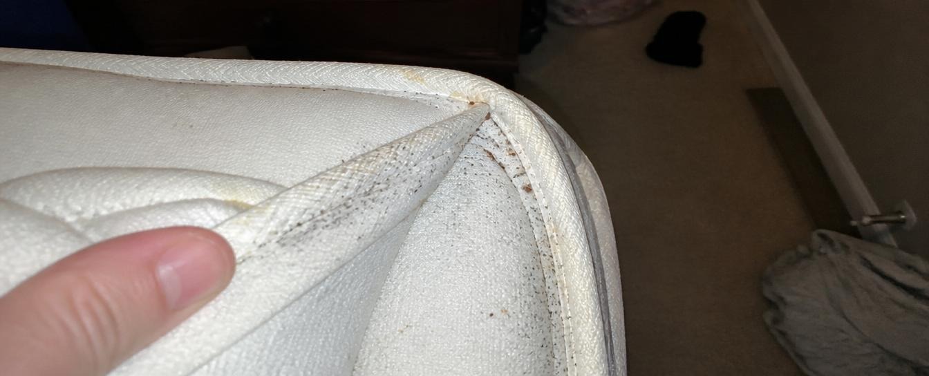Customer describing a bed bug infestation before professional treatment