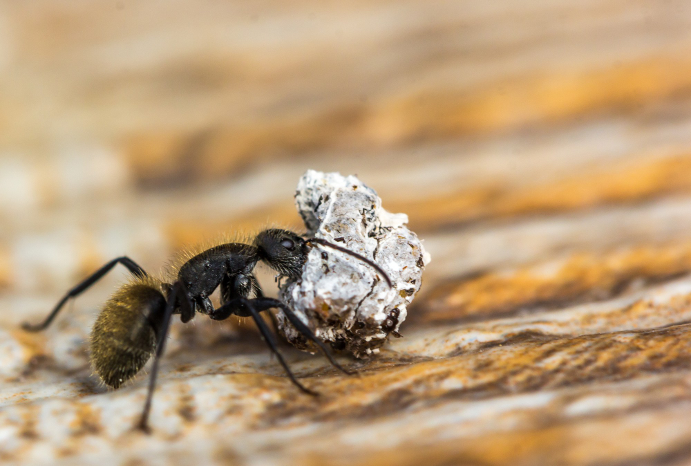 Black ants invading residential and commercial properties in search of food