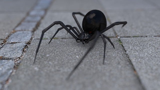 Black widow spider requiring professional pest control treatment