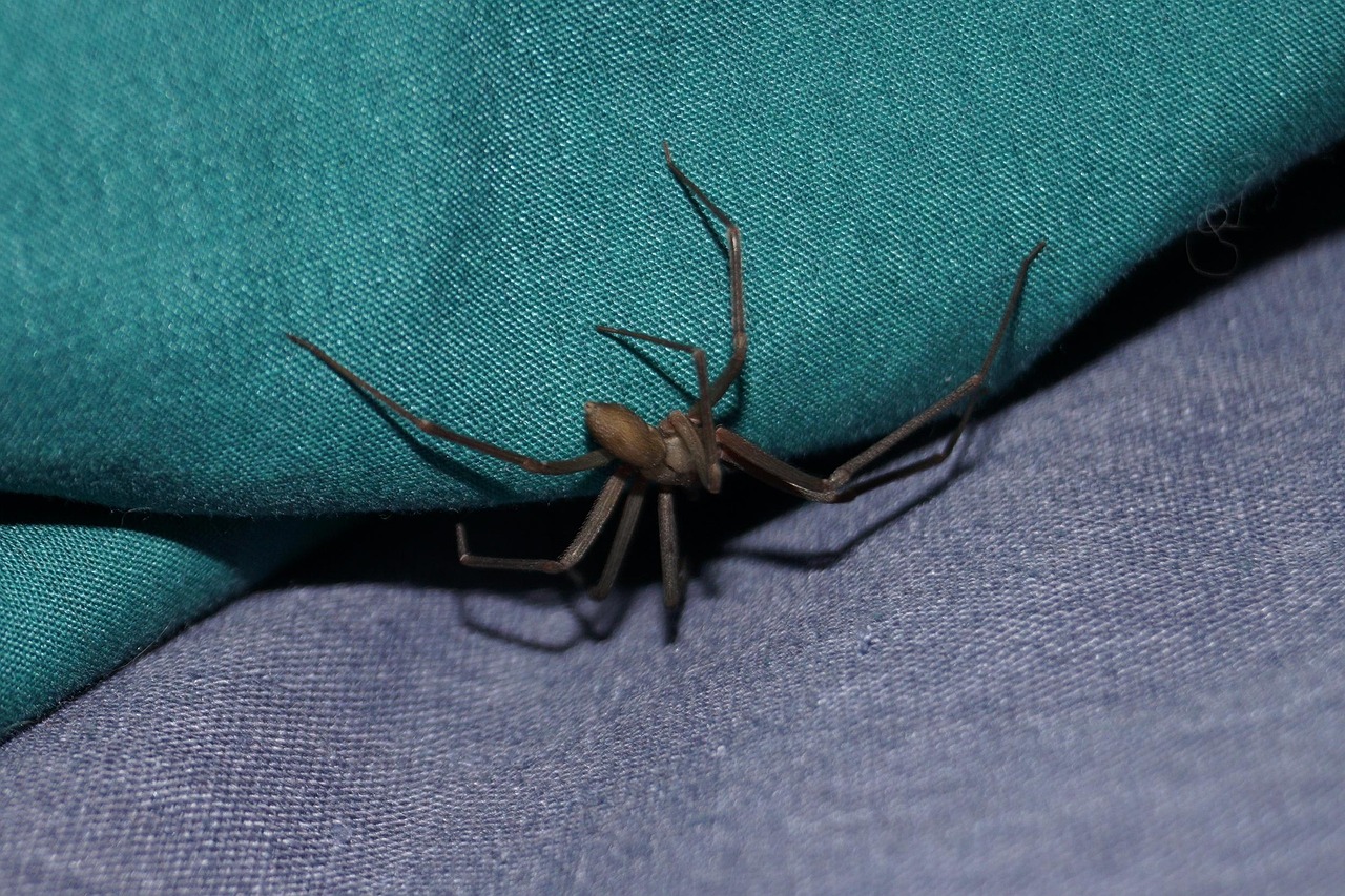 Brown recluse spider requiring professional pest control treatment