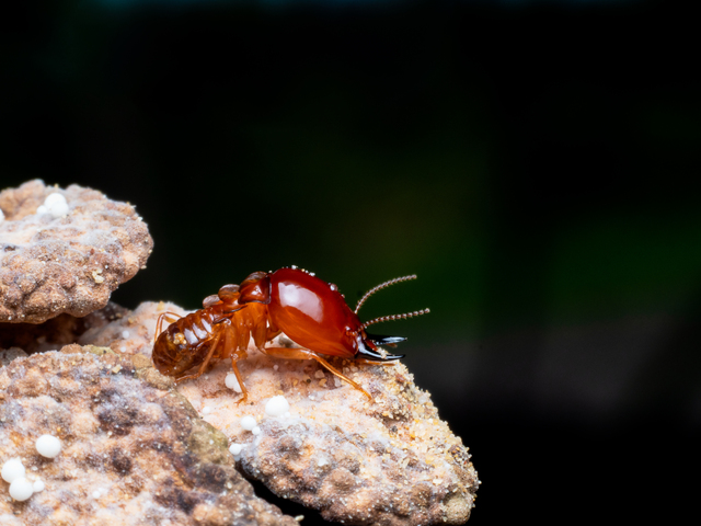 Homeowner attempting DIY termite control on a termite-infested property