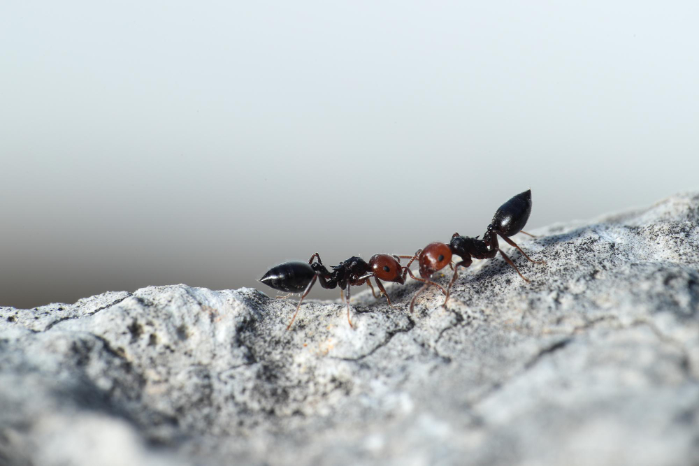 Carpenter ant infesting wooden structures in a home or business