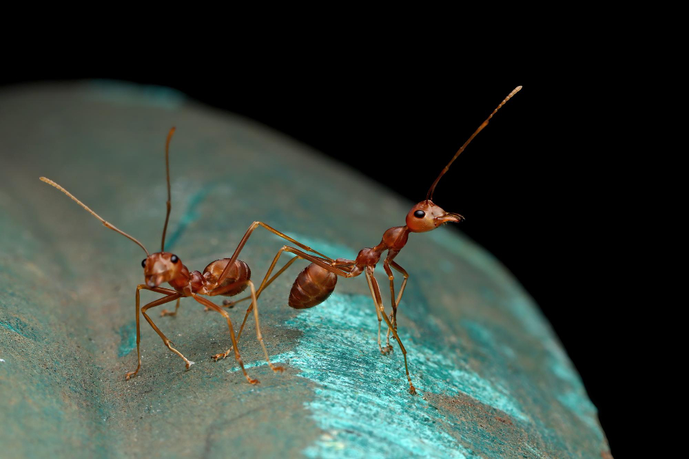 Carpenter ant causing damage to wooden structures in residential properties