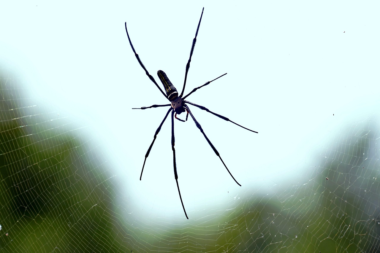 Cellar spider found in a basement corner requiring pest control