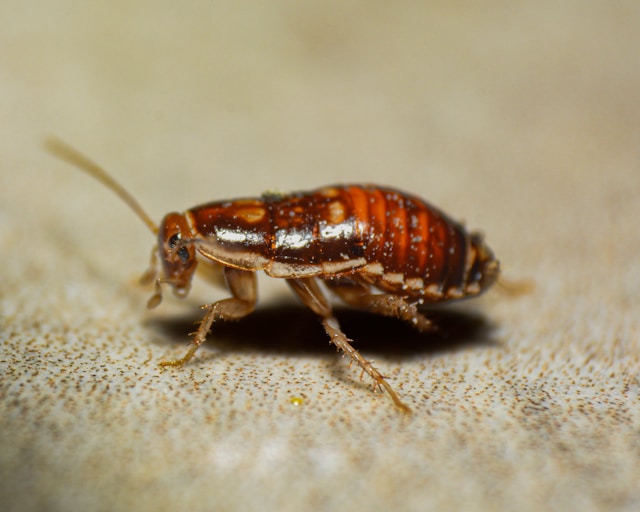 Cockroaches inside a home posing health risks to occupants