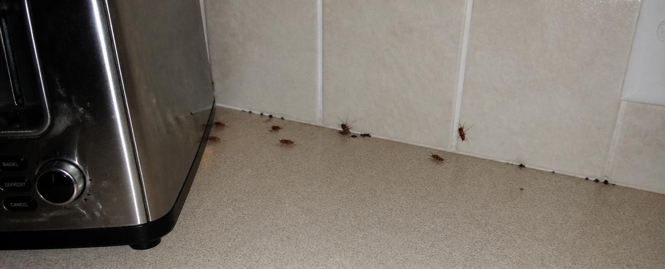 Customer sharing a positive experience with professional cockroach pest control