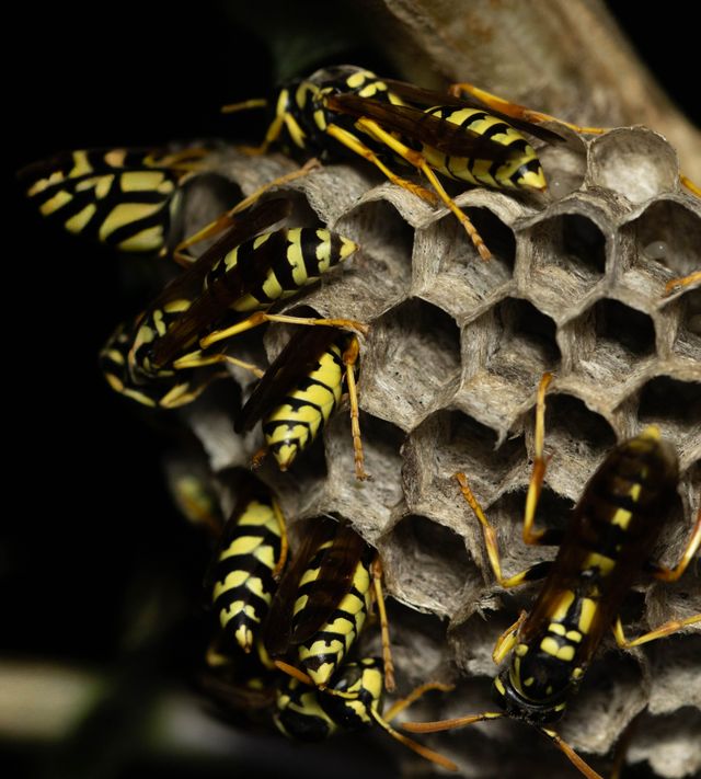Common household pests in Austin multiplying inside a residential property