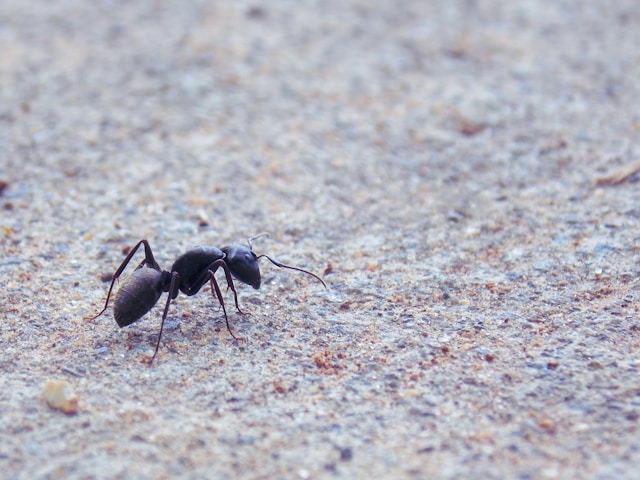 Fire ant colony requiring professional pest control treatment