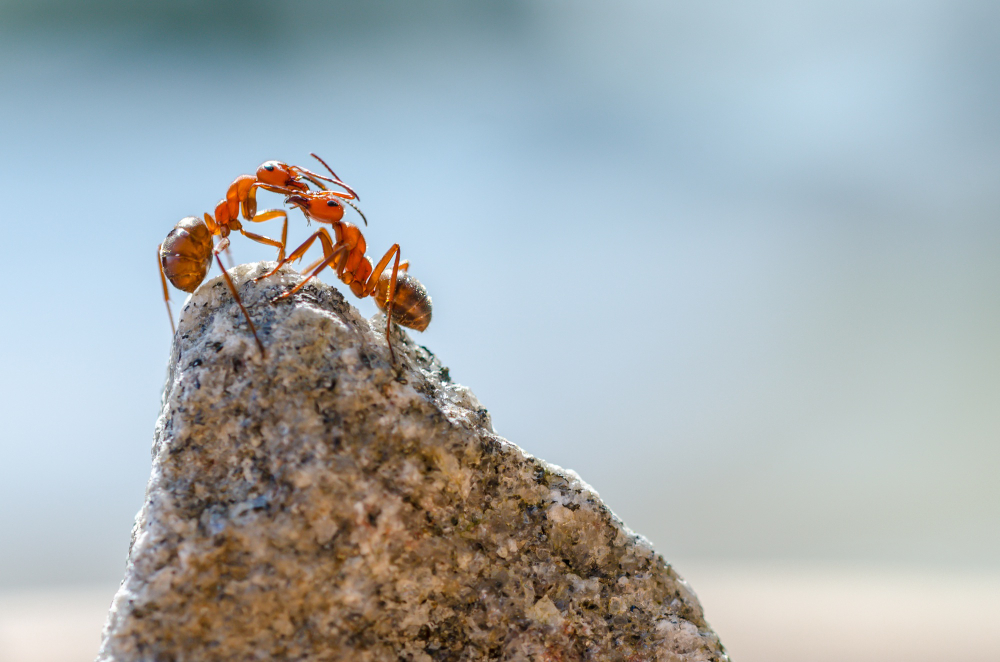 Fire ant mound in a Texas yard requiring professional pest control