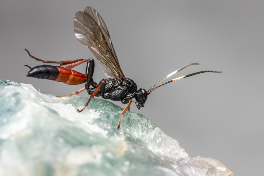 Flying ants swarming around a property during mating season