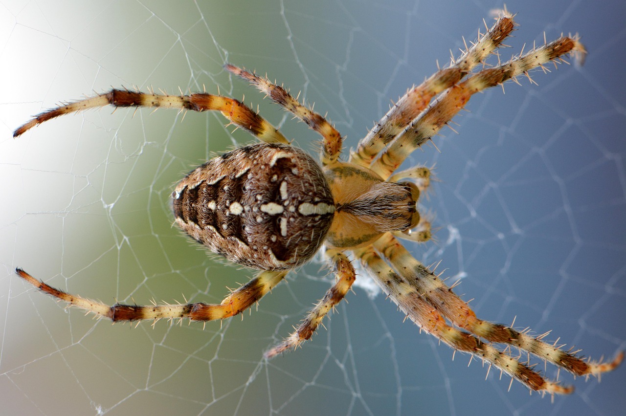 Hobo spider found inside a home requiring professional pest control