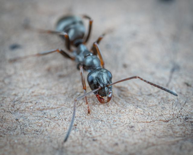 Odorous house ant infestation in a residential kitchen
