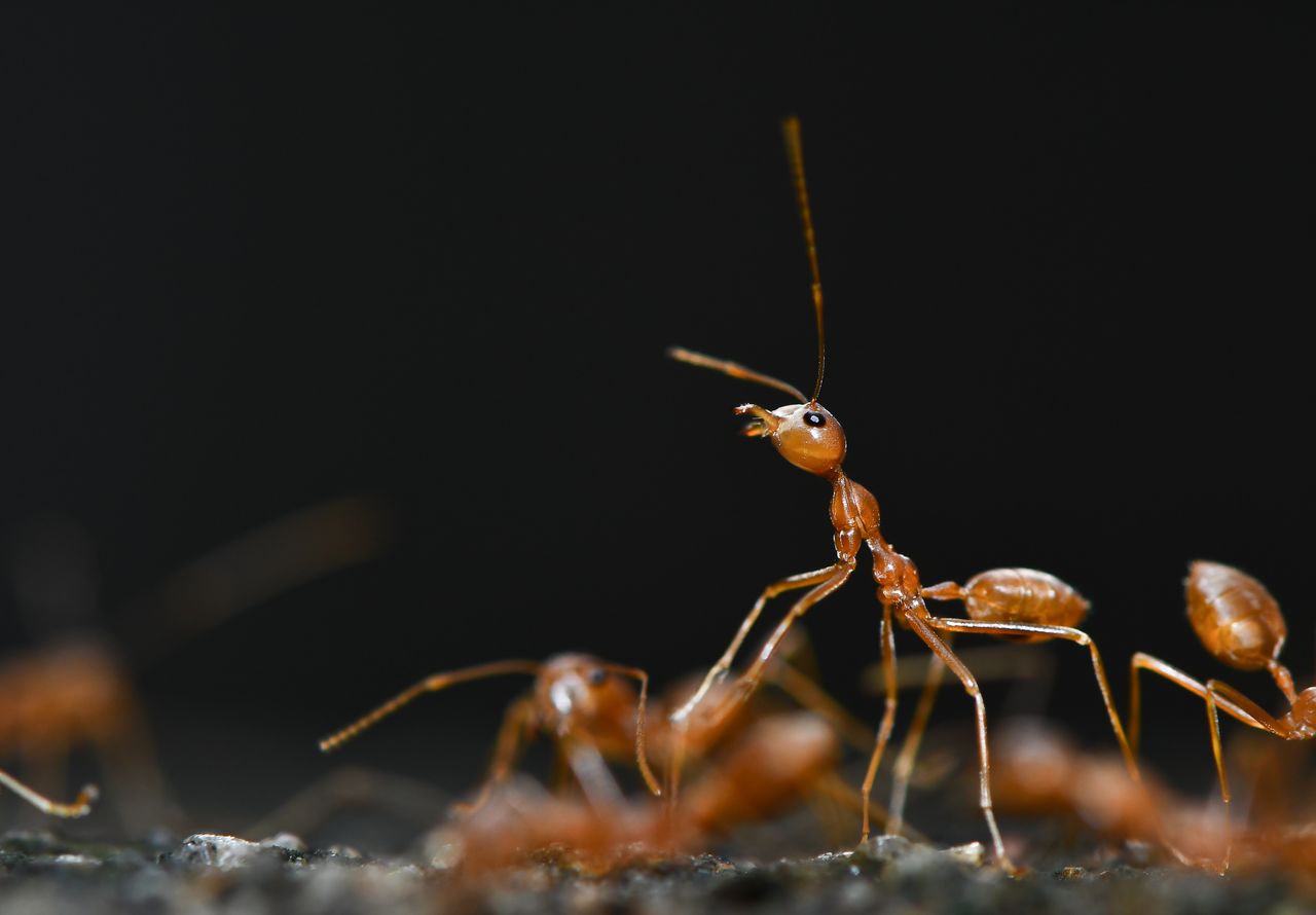Pharaoh ant infestation requiring professional pest control treatment