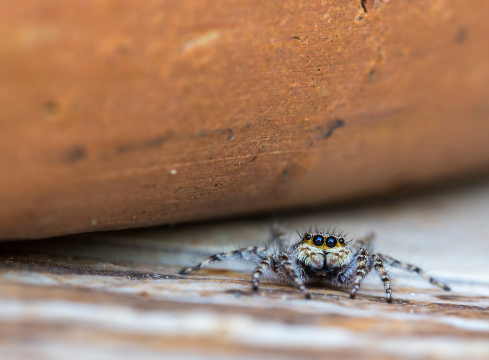 Residential spider control services protecting homes from spider infestations
