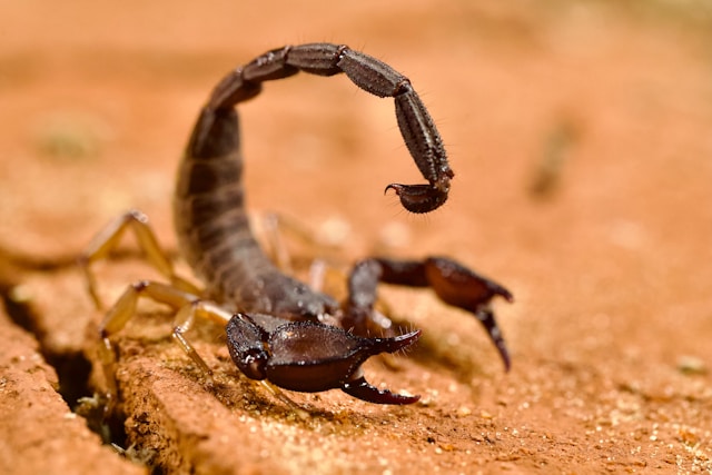 Scorpion found inside a Texas home requiring professional pest control