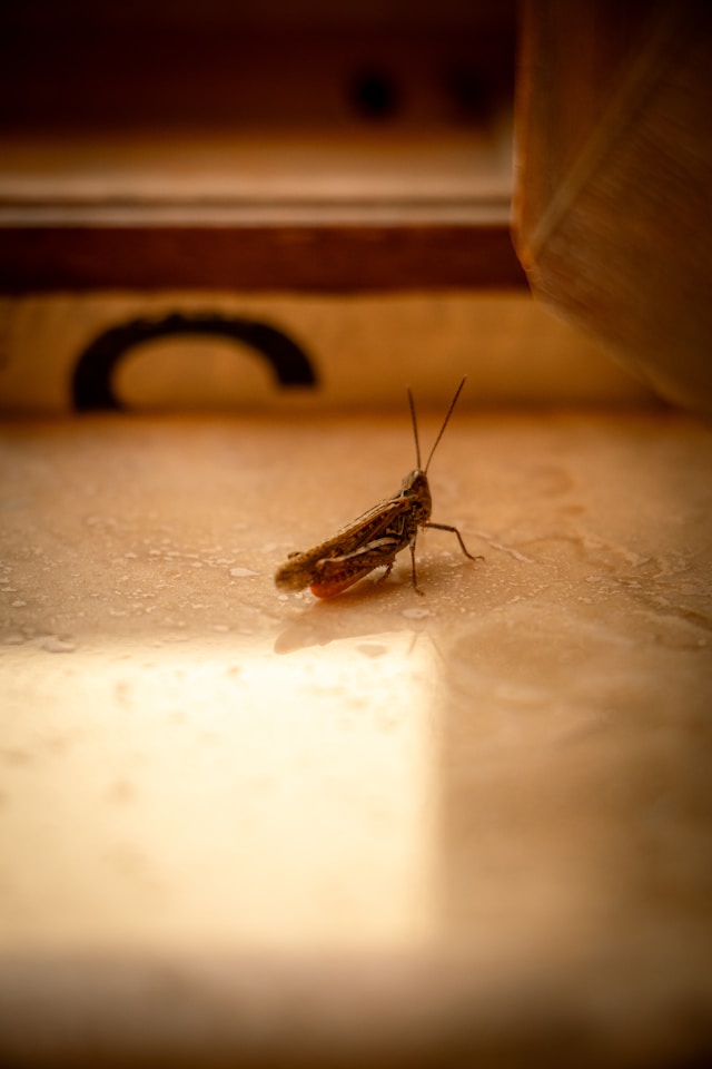 Common signs of a cockroach infestation inside a home