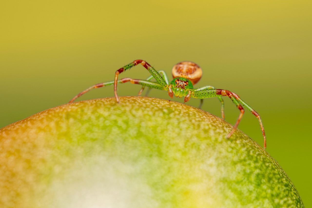 Spider cricket found in a damp basement requiring professional pest control