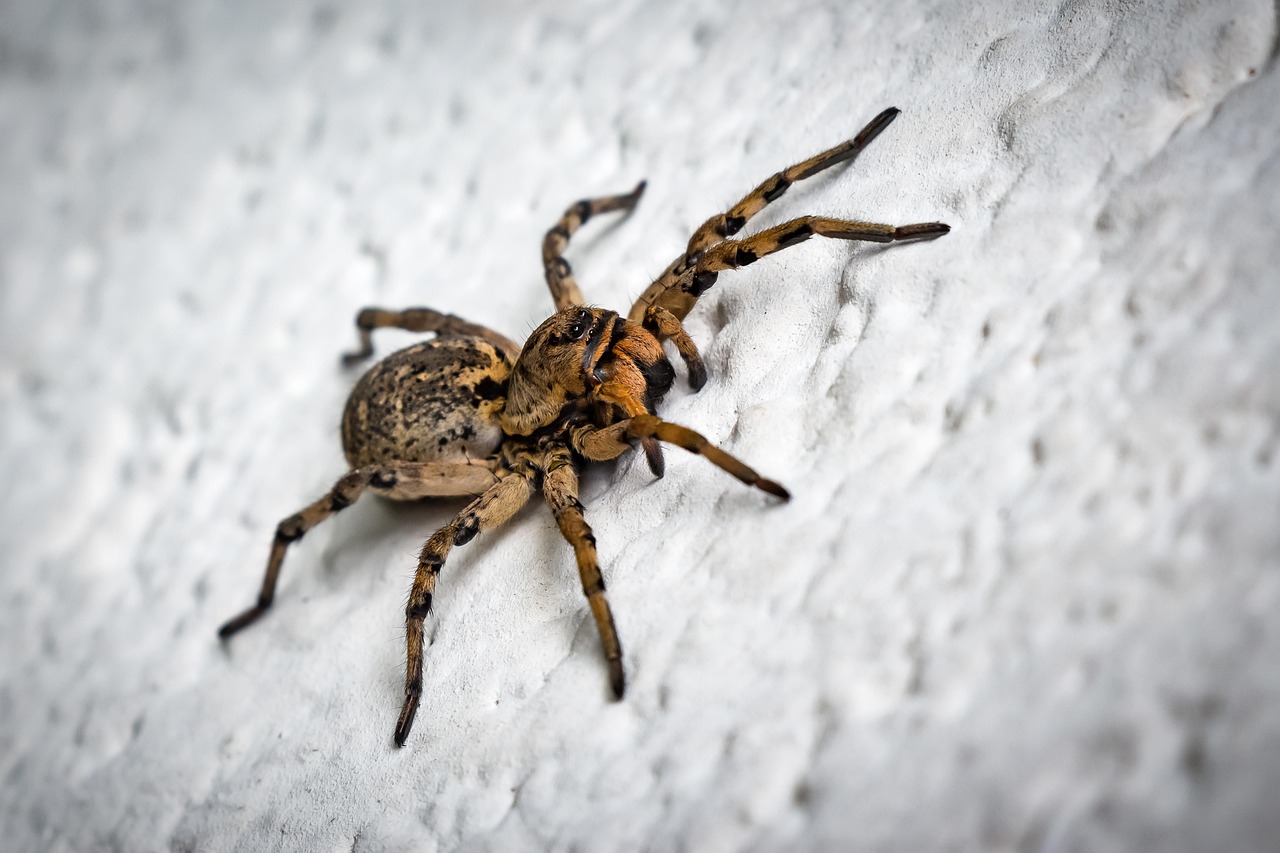 Spiders inside a home indicating potential pest activity