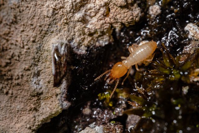 Subterranean termites causing hidden structural damage to a home