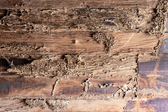 Termite protection plans for Austin homes and commercial properties