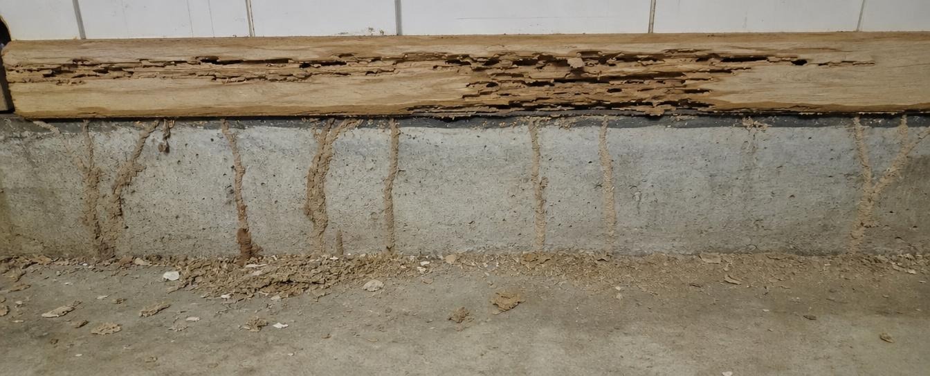 Customer discussing termite problems before professional pest control treatment