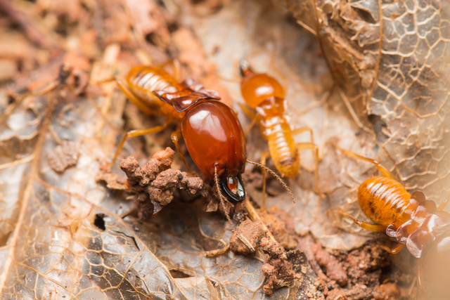 Common warning signs of termite activity in an Austin home