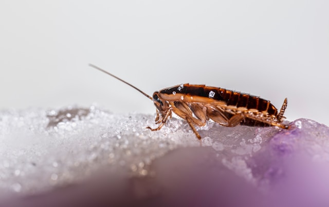 Homeowner reviewing post-treatment guidance after professional pest control service