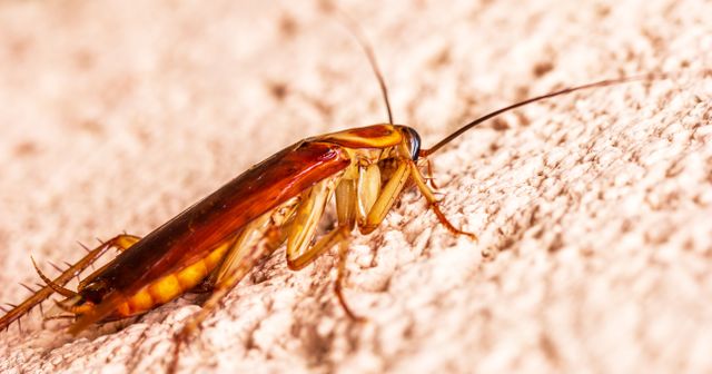 PC Exterminator technician providing professional cockroach control in Austin