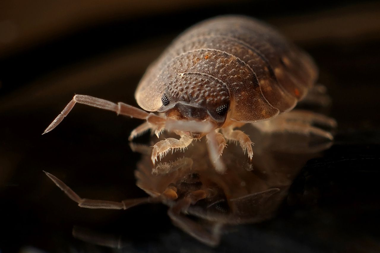 Bed bugs hiding in bedding and furniture requiring professional pest control