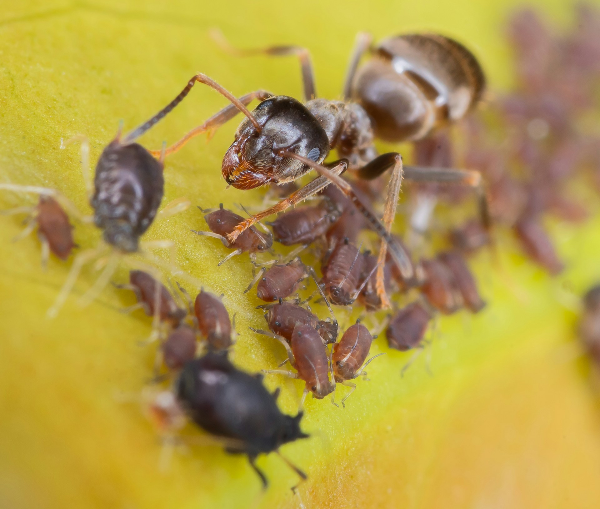 Store-bought ant spray being used on ants without eliminating the colony