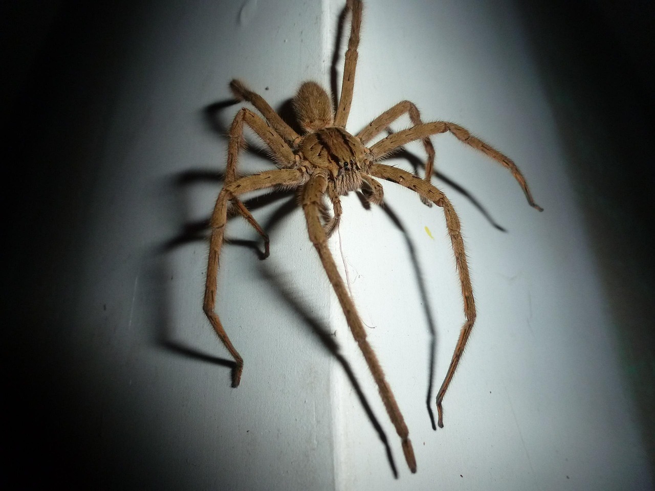 Wolf spider inside a home requiring professional spider control