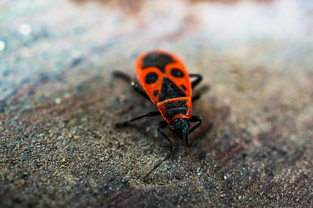 Hotel pest inspection identifying signs of an infestation in guest and service areas