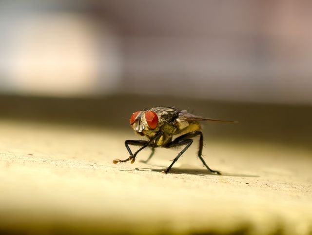 Restaurant pest control inspection identifying warning signs of a pest infestation