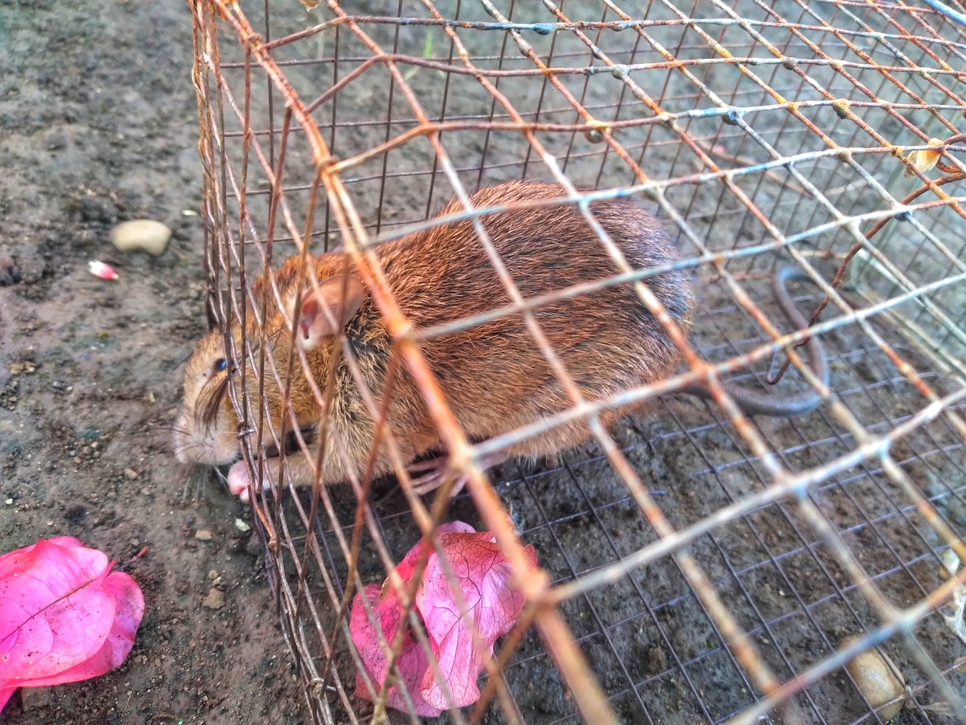 Humane Rodent Control What It Really Means