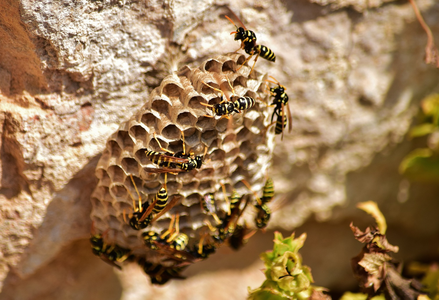 Signs of a Wasp Infestation