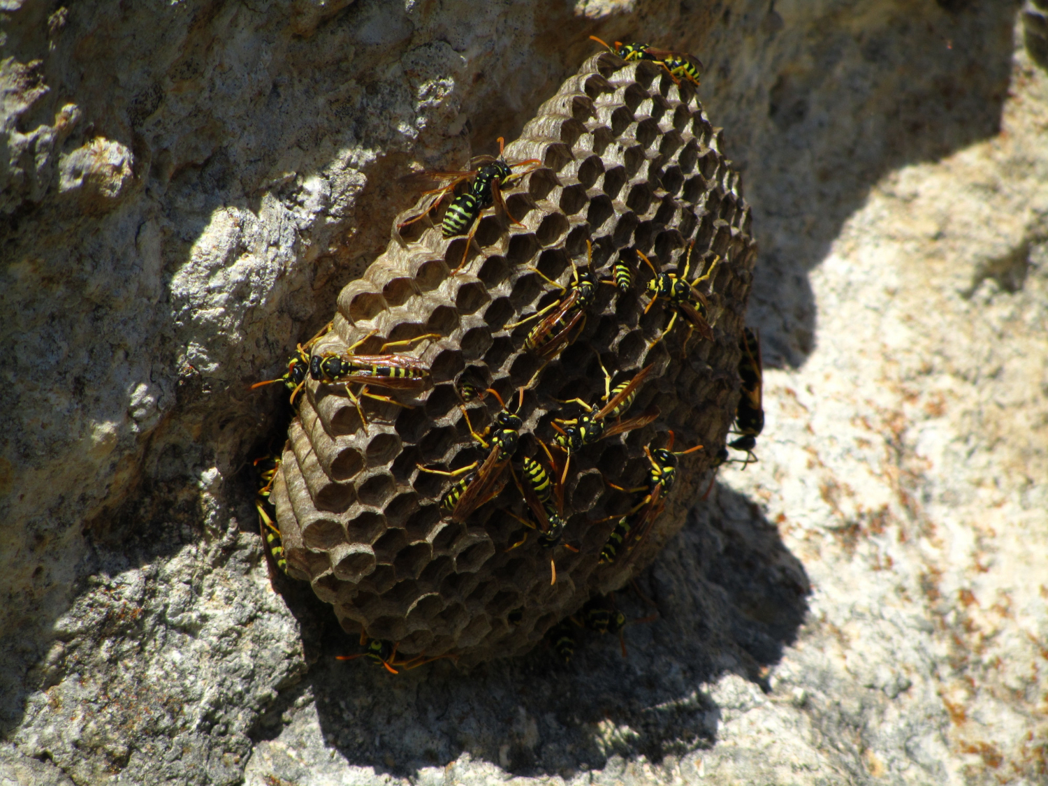 When a Wasp Nest Can Wait and When It Needs Urgent Removal