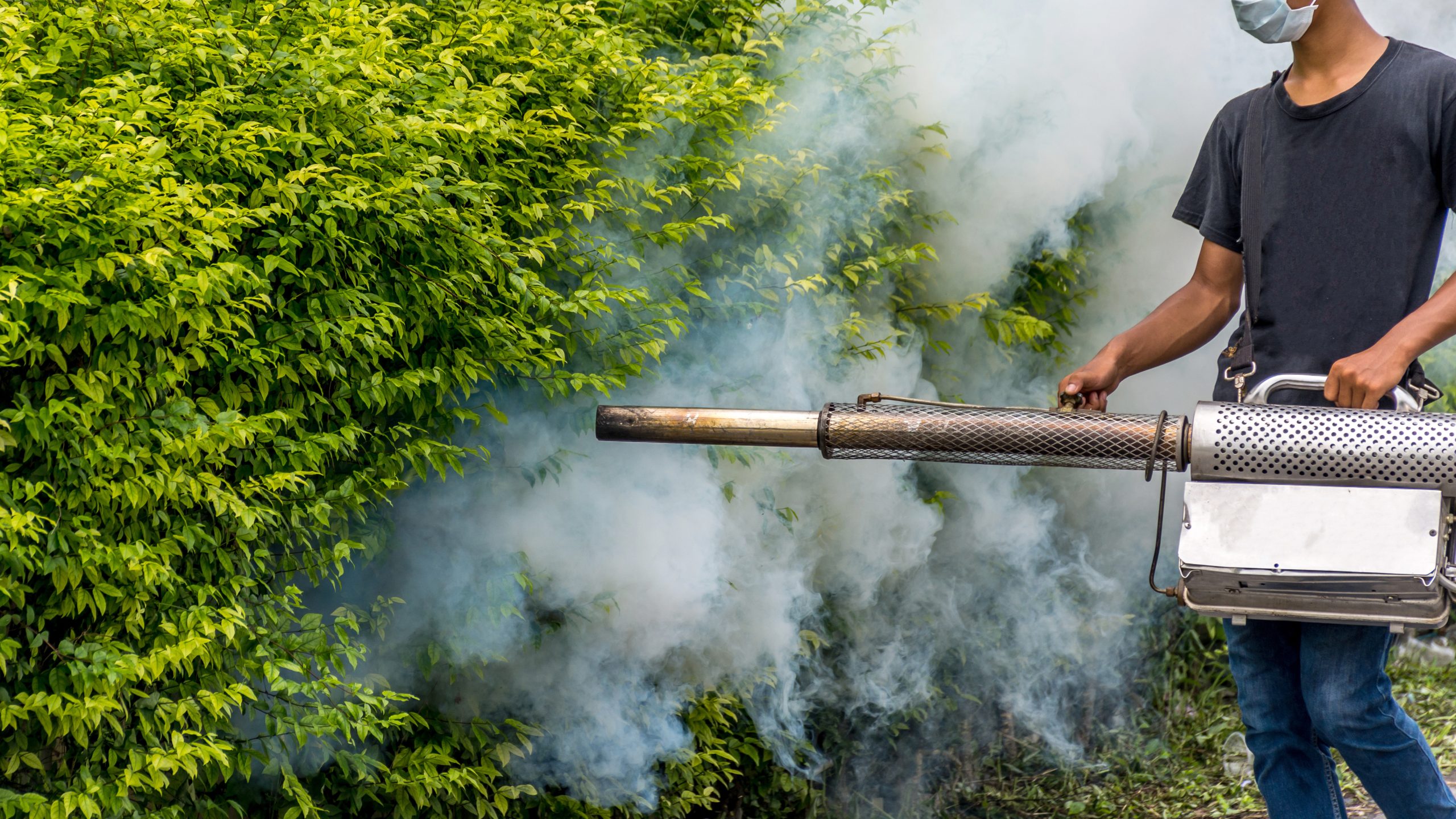 Why DIY Wasp Nest Removal Goes Wrong